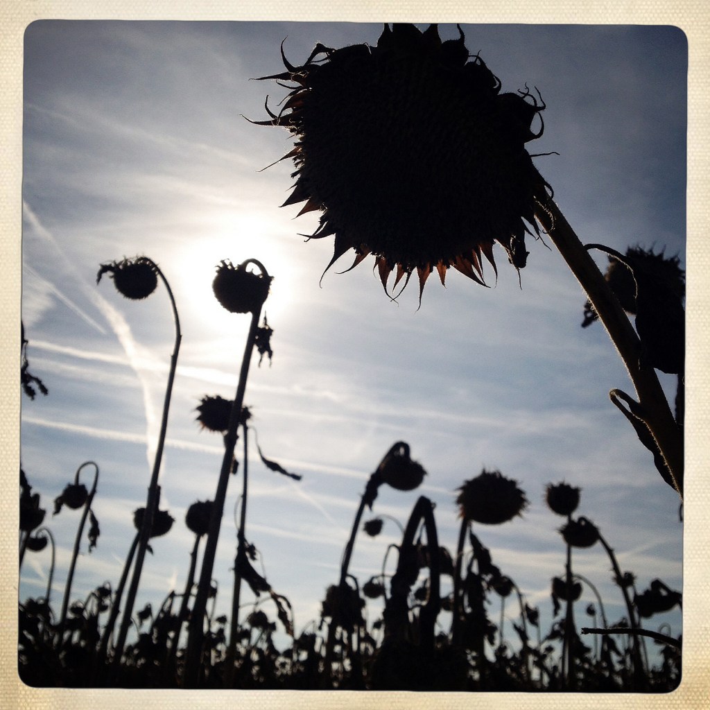 herbst sonnenblumen